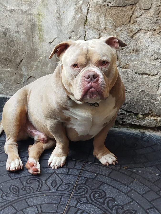 American Bully Owen House