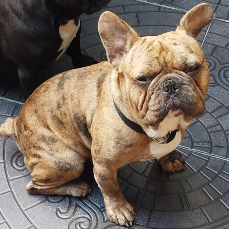 Bulldog Francés Owen House