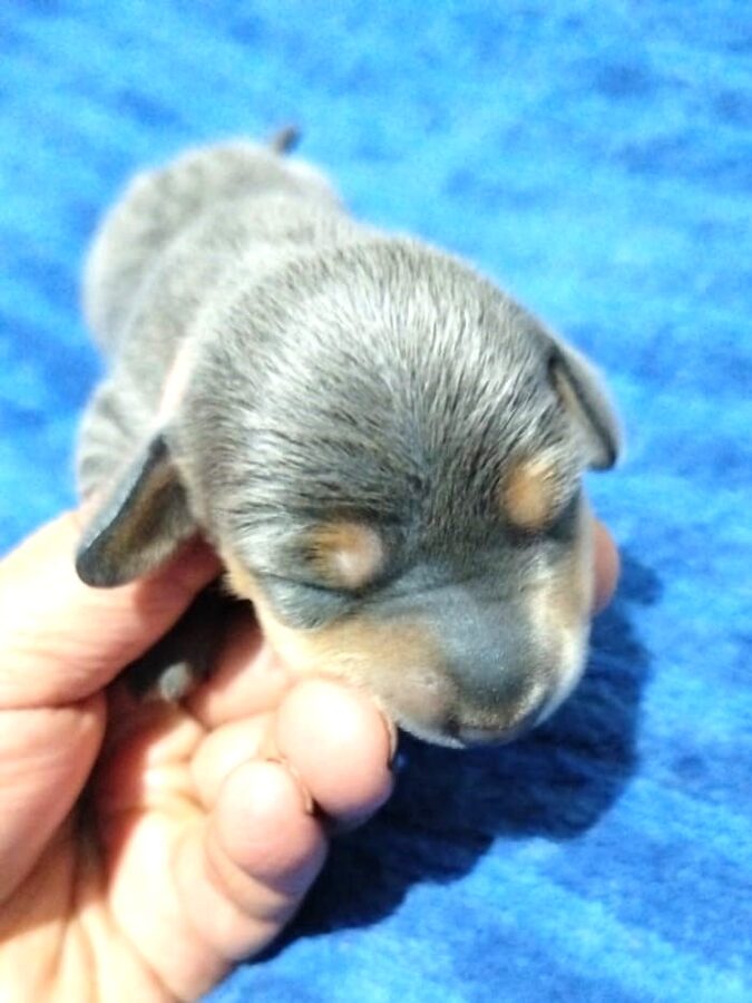 Cachorro Dachshund Owen House
