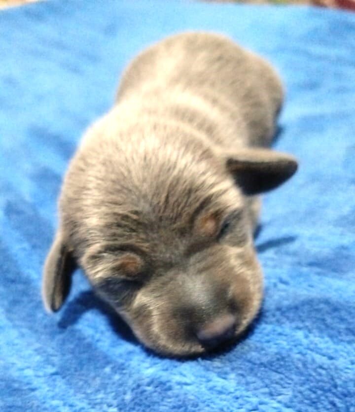 Cachorro Dachshund Owen House
