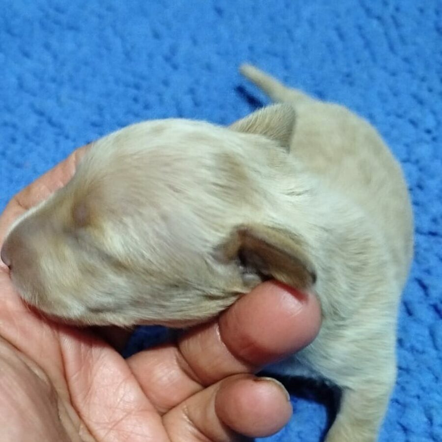 Cachorro Dachshund Owen House