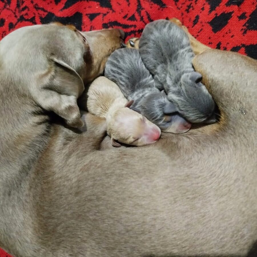 Owen House — Nuestros perros