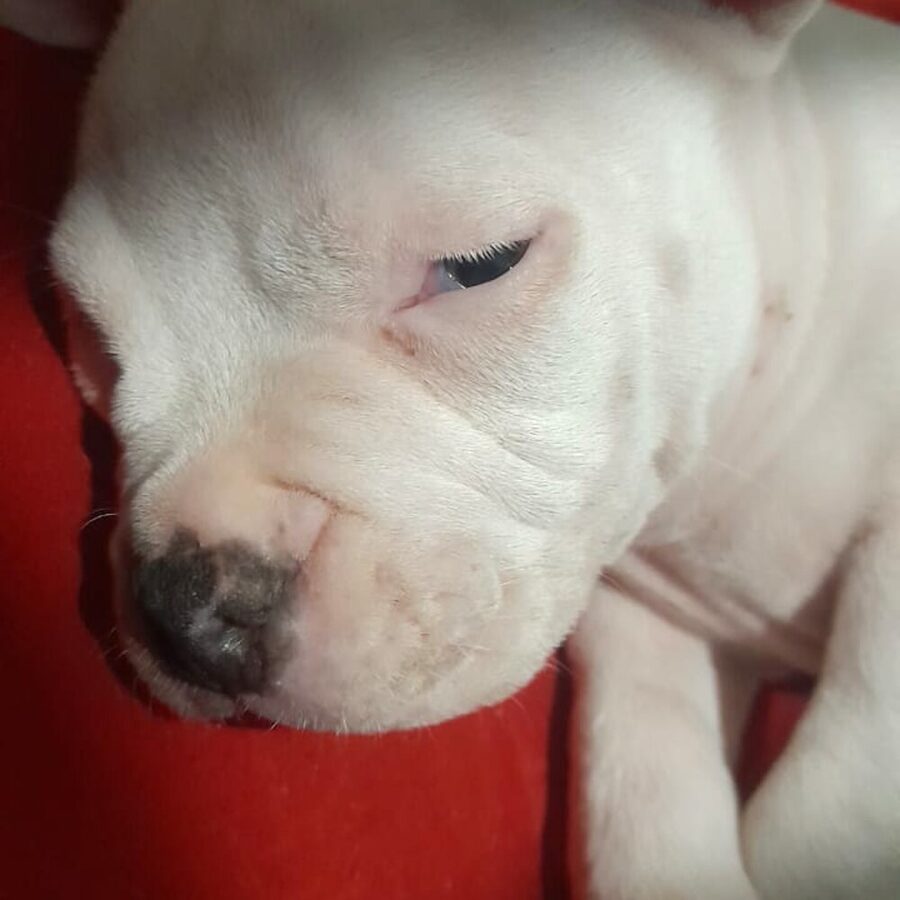 Owen House — American Bully