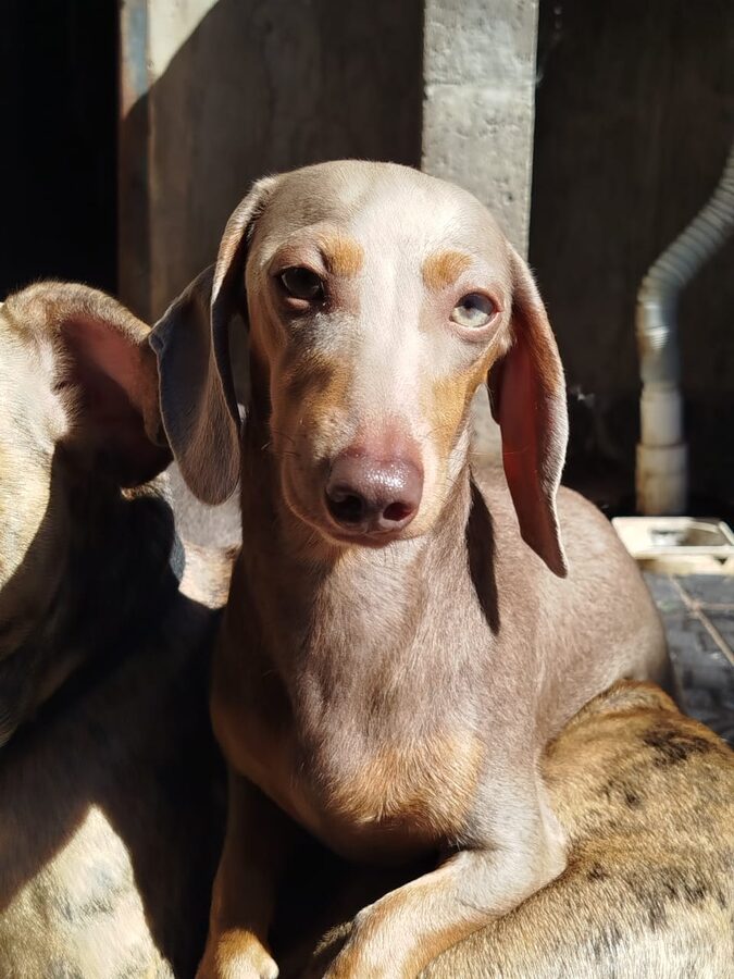 Dachshund Owen House